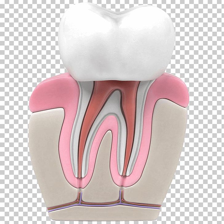 Tooth Endodontic Therapy Dentistry Endodontics PNG, Clipart, Adelaide, Canal, Clinic, Dental Dam, Dental Implant Free PNG Download