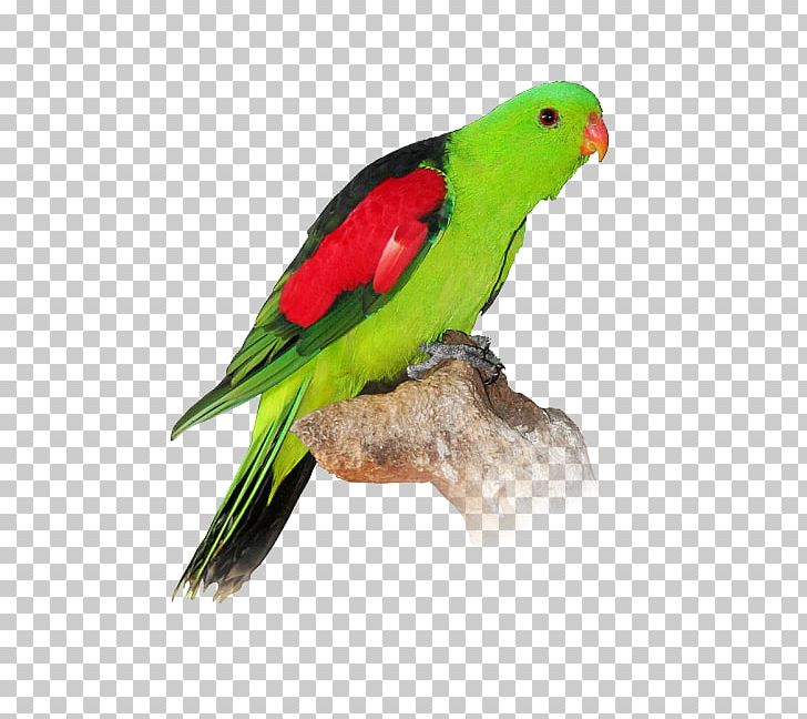 Turquoise Parrot Lovebird Budgerigar PNG, Clipart, Animal, Animals, Australian King Parrot, Australian Ringneck, Beak Free PNG Download