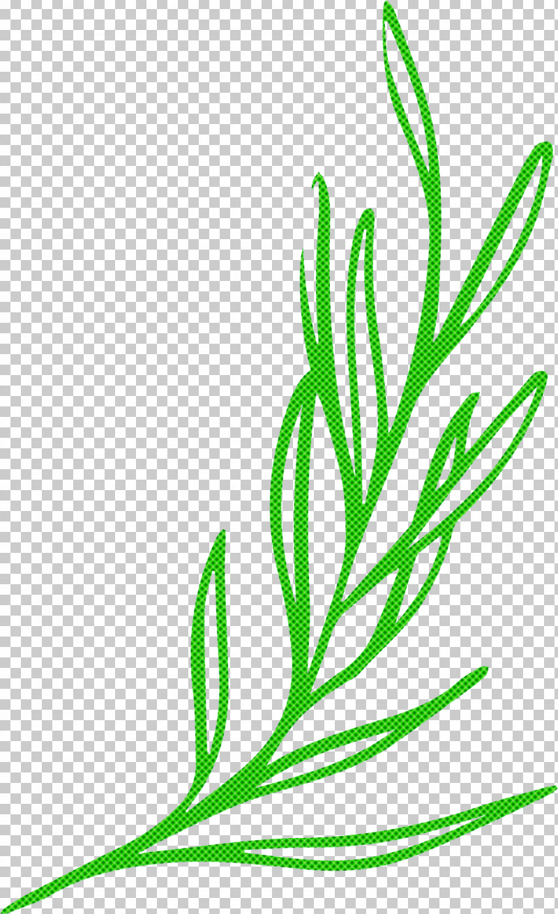 Leaf Plant Stem Branch Leaf Vegetable Grasses PNG, Clipart, Biology, Branch, Grasses, Leaf, Leaf Vegetable Free PNG Download