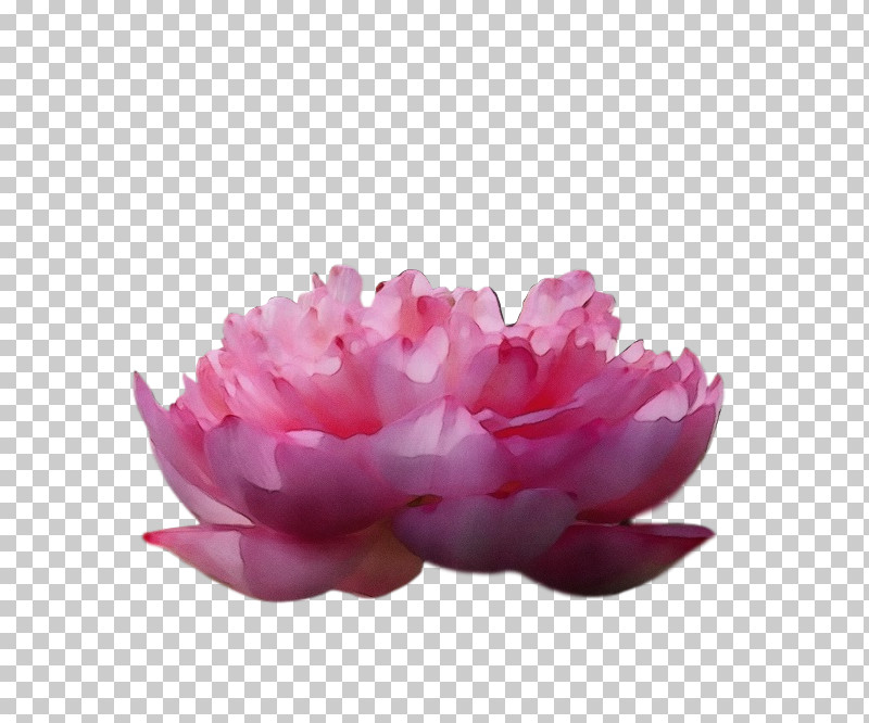 Peony PNG, Clipart, Paint, Peony, Watercolor, Wet Ink Free PNG Download