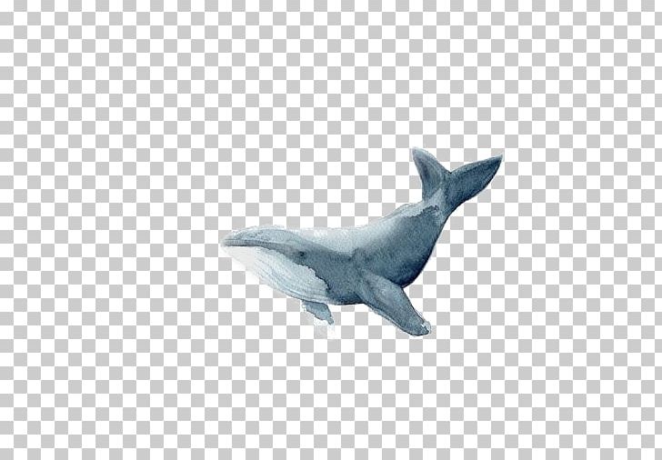 Blue Whale Drawing Watercolor Painting Illustration PNG, Clipart, Animals, Cetacea, Fauna, Hand, Illustrator Free PNG Download