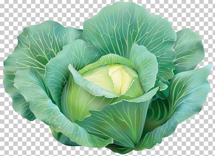 Cabbage Vegetable PNG, Clipart, Brassica, Brassica Oleracea, Cabbage, Chinese Cabbage, Clipart Free PNG Download