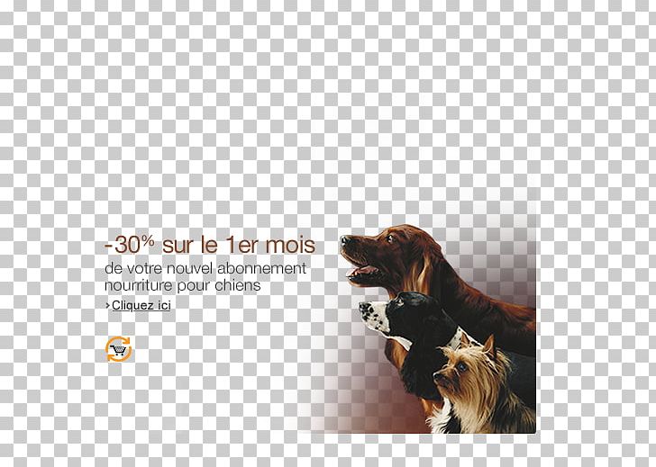 Dog Breed Advertising Leash PNG, Clipart, Advertising, Brand, Breed, Dog, Dog Breed Free PNG Download