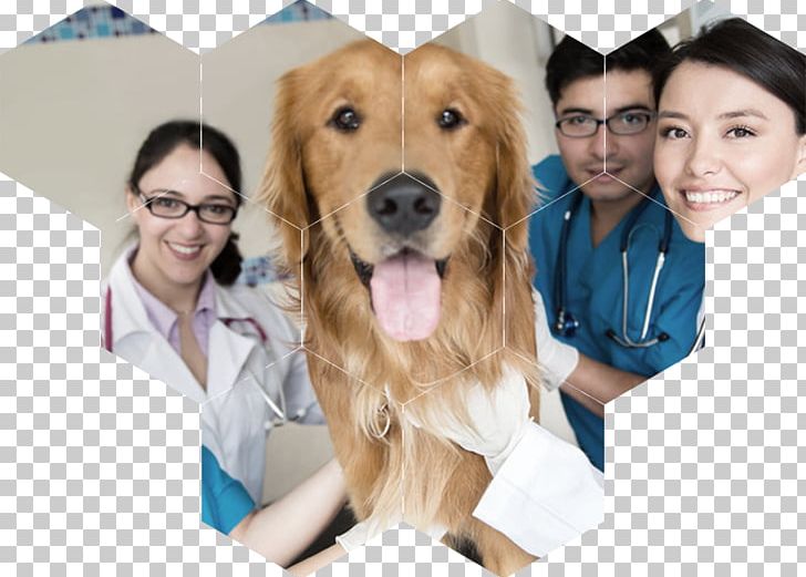 Dog Veterinary Medicine Veterinarian Paraveterinary Worker Cat PNG, Clipart, Animals, Carnivoran, Cat, Companion Dog, Course Free PNG Download