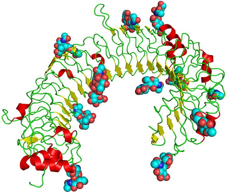 Toll-like Receptor Innate Immune System Protein PNG, Clipart, Area, Art, Cell, Food, How To Draw A Four Wheeler Free PNG Download