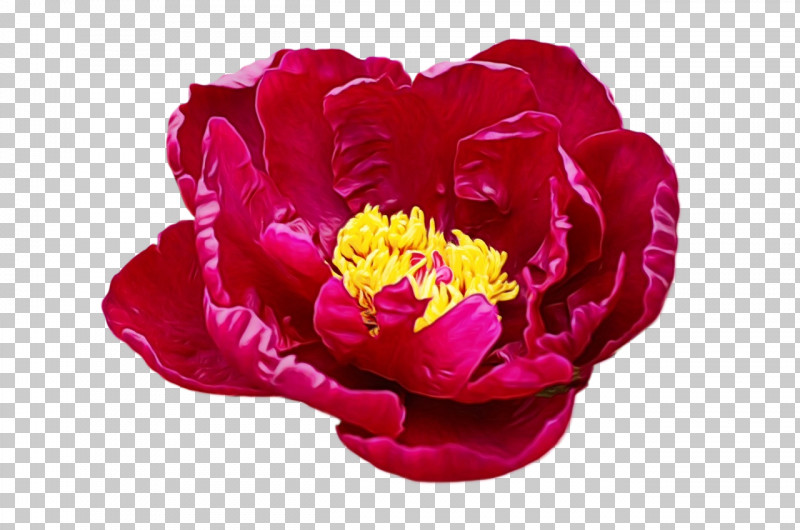 Peony Cut Flowers Petal Flower Magenta Telekom PNG, Clipart, Biology, Cut Flowers, Flower, Magenta Telekom, Paint Free PNG Download