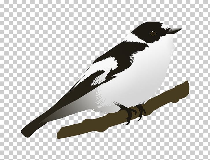 Beak Feather PNG, Clipart, Animals, Beak, Bird, Feather, Wing Free PNG Download