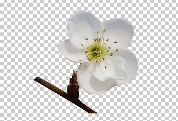 Blossom Petal Google S PNG, Clipart, Adobe Illustrator, Blossom, Branch, Cherry Blossom, Download Free PNG Download