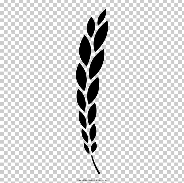 Coloring Book Drawing Wheat Branch PNG, Clipart, Ausmalbild, Barley, Bay Laurel, Black And White, Branch Free PNG Download