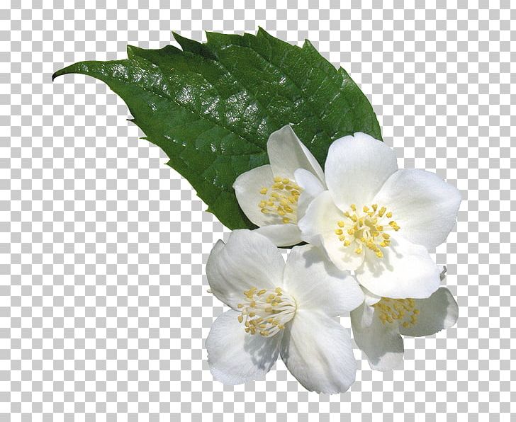 Flower PNG, Clipart, Bit, Blossom, Digital Image, Flower, Flowering Plant Free PNG Download
