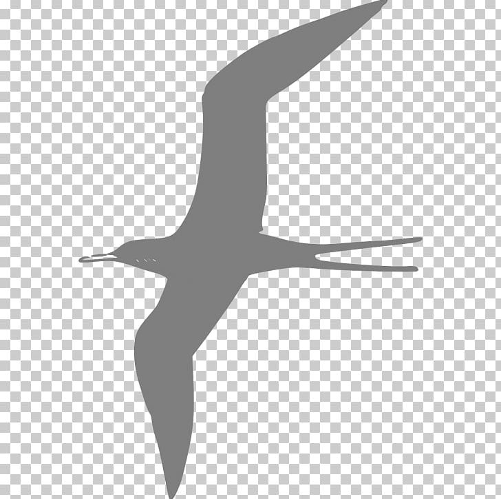 Frigatebird Terns Seabird PNG, Clipart, Albatross, Animals, Arctic Tern, Beak, Bird Free PNG Download