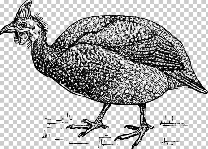 Raccoon Turkey Guineafowl PNG, Clipart, Animals, Art, Beak, Bird, Black And White Free PNG Download