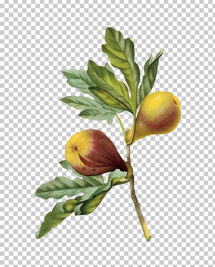 Figs: A Global History Fig Culture. Edible Figs: Their Culture And Curing Mission Fig Fruit Choix Des Plus Belles Fleurs PNG, Clipart, Belles, Branch, Choix Des Plus Belles Fleurs, Common Fig, Cultivar Free PNG Download