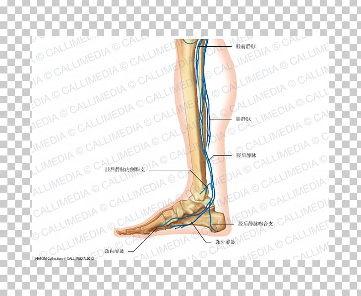 Foot Vein Human Anatomy Circulatory System PNG, Clipart, Abdomen, Anatomy, Ankle, Arm, Blood Vessel Free PNG Download