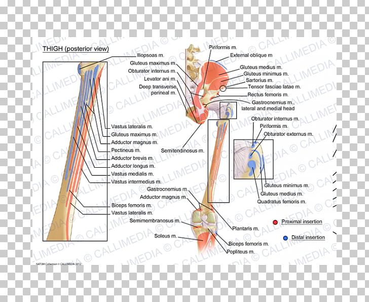 Organism Line Angle PNG, Clipart, Angle, Area, Art, Diagram, Joint Free PNG Download