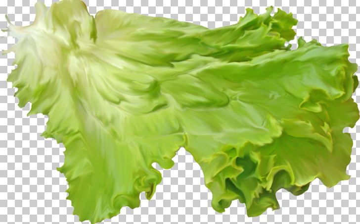 Red Leaf Lettuce Romaine Lettuce Salad PNG, Clipart, Collard Greens, Endive, Food, Herb, Leaf Free PNG Download