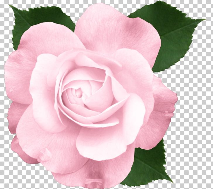 Rose Pink Flowers PNG, Clipart, Blue, China Rose, Color, Cut Flowers, Floribunda Free PNG Download