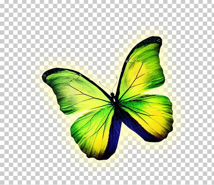 Butterfly Yellow Illustration PNG, Clipart, Background Green, Brush Footed Butterfly, Green Apple, Green Tea, Handpainted Butterfly Free PNG Download