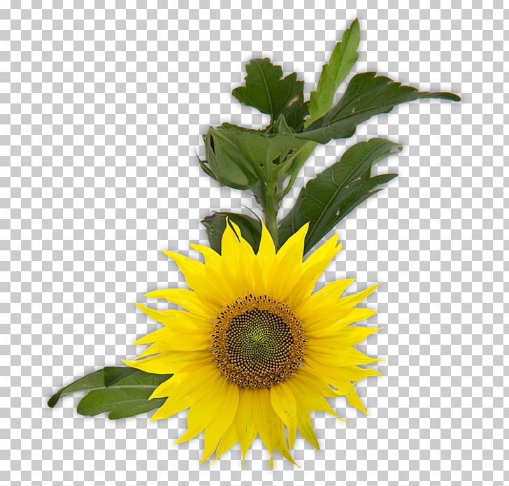 Common Sunflower Sunflower Seed Tulip PNG, Clipart, Artificial Flower, Common Sunflower, Daisy Family, Floral Design, Floral Symmetry Free PNG Download