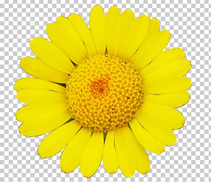 Common Sunflower Transvaal Daisy Daisy Family Cut Flowers PNG, Clipart, Calendula, Chrysanthemum, Chrysanths, Color, Common Sunflower Free PNG Download