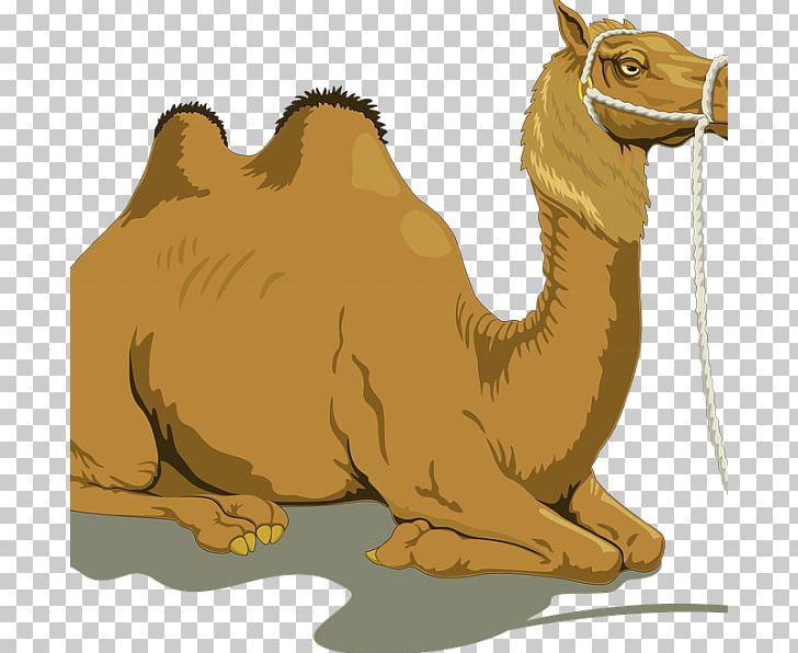 Dromedary Bactrian Camel PNG, Clipart, Arabian Camel, Art, Bactrian Camel, Benefit, Camel Free PNG Download