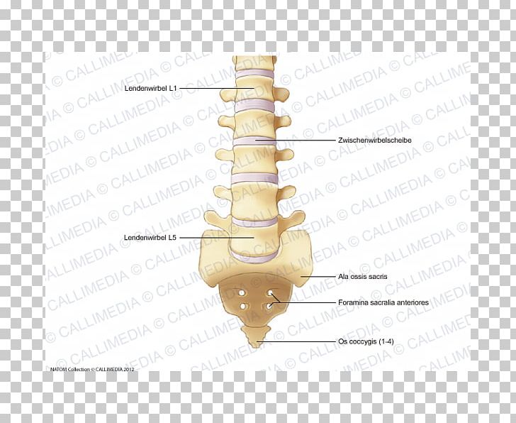 Lumbar Vertebrae Rachis Vertebral Column Bone PNG, Clipart, Anatomy, Angle, Bone, Hardware Accessory, Homo Sapiens Free PNG Download