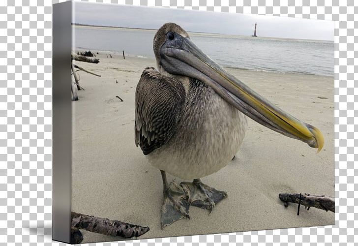 Pelican Folly Beach Gallery Wrap Canvas Beak PNG, Clipart, Art, Beak, Bird, Canvas, Dustin K Ryan Photography Free PNG Download