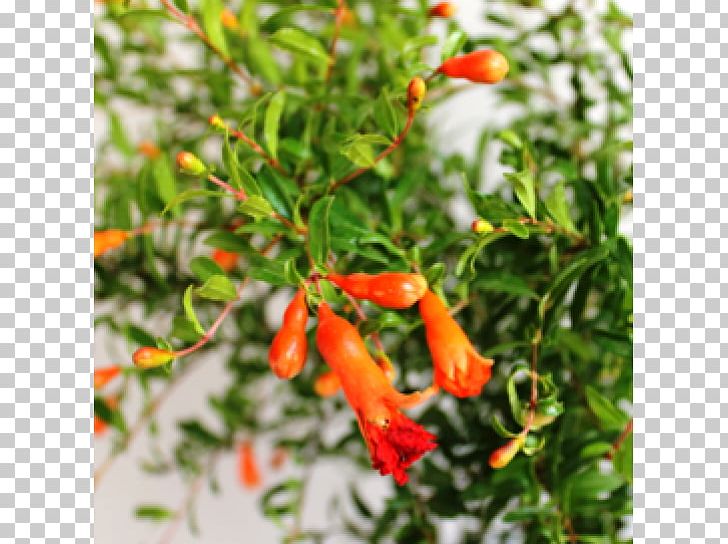 Bird's Eye Chili Pomegranate Fruit Ornamental Plant Tabasco Pepper PNG, Clipart, Bell Peppers And Chili Peppers, Birds Eye Chili, Cayenne Pepper, Chili Pepper, Flora Free PNG Download