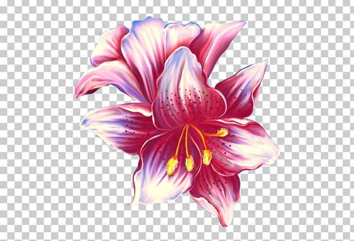 Flower Lilium PNG, Clipart, Amaryllis Belladonna, Amaryllis Family, Blue, Cut Flowers, Daylily Free PNG Download