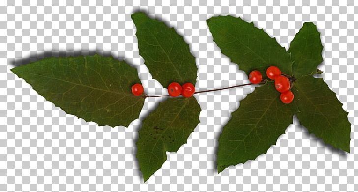 Ilex Crenata Common Holly Plant Magnolia Christmas PNG, Clipart, Branch, Christmas, Common Holly, Graphical User Interface, Holiday Free PNG Download