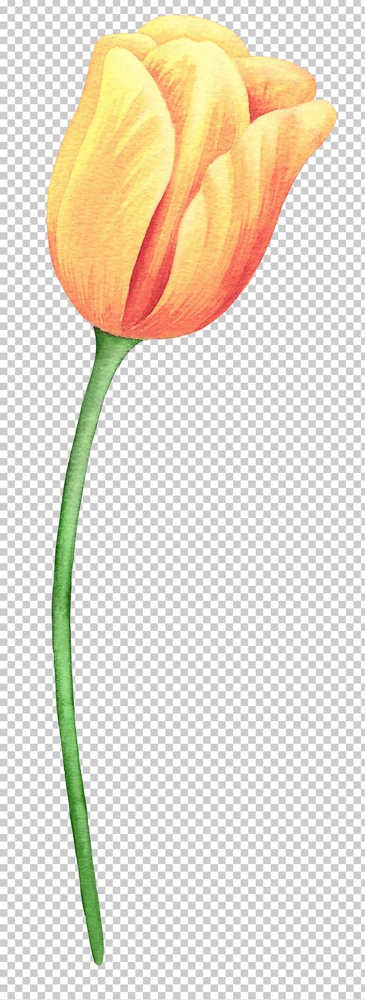 Tulip Flower Painting PNG, Clipart, Bud, Download, Flower, Flowering Plant, Flowers Free PNG Download