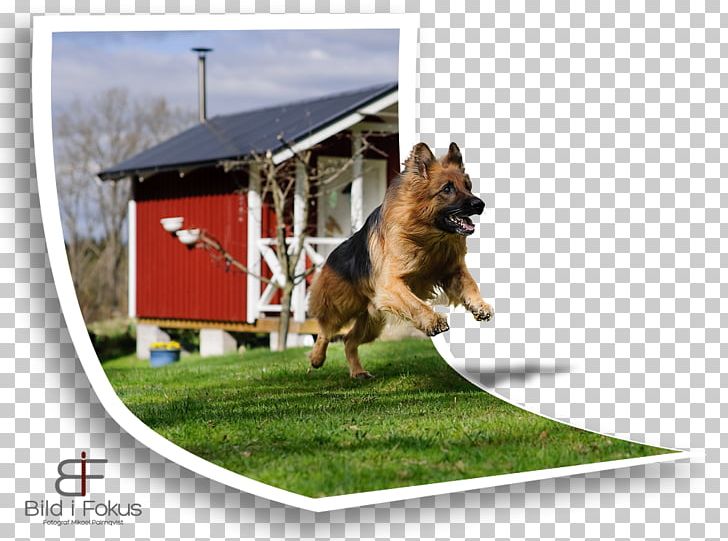 Dog Breed German Shepherd Obedience Training Obedience Trial Snout PNG, Clipart, Breed, Dog, Dog Breed, Dog Breed Group, Dog Like Mammal Free PNG Download