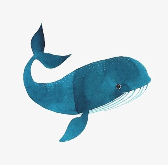 Whale PNG, Clipart, Animal, Aquatic, Blue, Blue Whale, Cartoon Free PNG Download