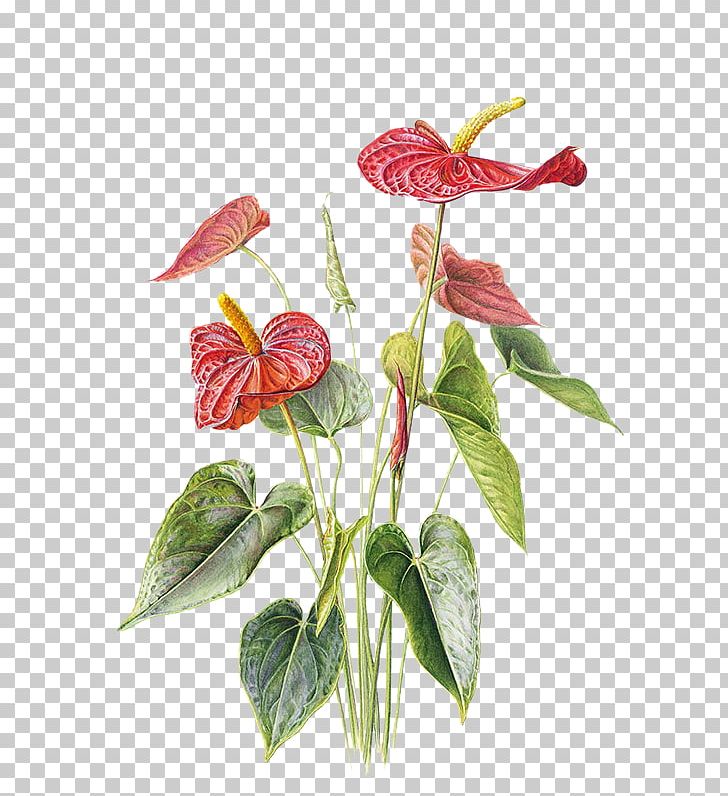 Anthurium Andraeanum Paper Drawing Flower Illustration PNG, Clipart, Art, Colored Pencil, Flowerpot, Flowers, Free Logo Design Template Free PNG Download
