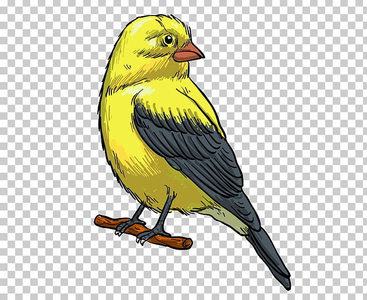 Bird Finch Feather Illustration PNG, Clipart, Animals, Beak, Bird, Bird Cage, Bird Flight Free PNG Download