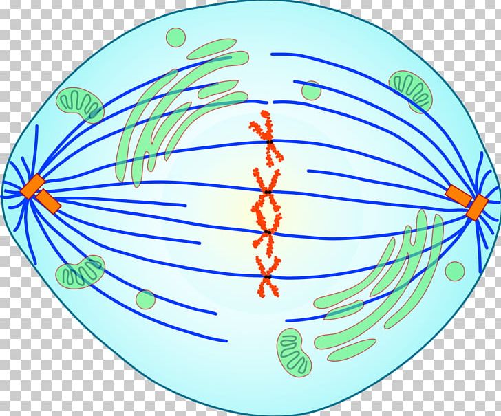 Mitosis Prometaphase Spindle Apparatus Cell Division PNG, Clipart, Anaphase, Aqua, Area, Cell, Cell Cycle Free PNG Download