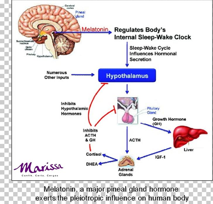 Melatonin Sleep Hormone Dietary Supplement Pineal Gland PNG, Clipart,  Free PNG Download