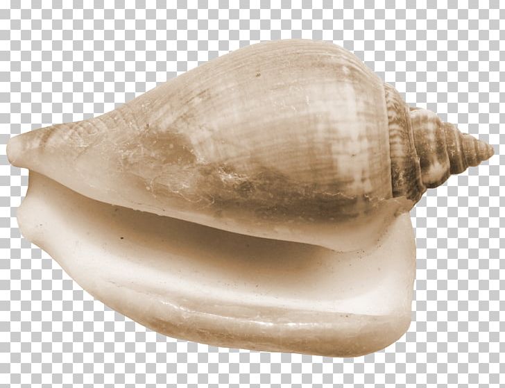 Seashell Conch Sea Snail PNG, Clipart, Clam, Clams Oysters Mussels And Scallops, Conchology, Download, Euclidean Vector Free PNG Download