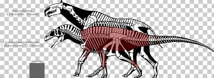 Tyrannosaurus Spinosaurus Dinosaur Size Allosaurus Nanotyrannus PNG, Clipart, Allosaurus, Animal Figure, Carnivoran, Dinosaur, Dinosaur Size Free PNG Download