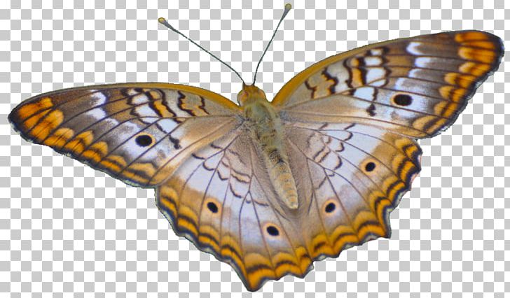 Brush-footed Butterflies Gossamer-winged Butterflies Moth Butterfly PNG, Clipart, Arthropod, Brush Footed Butterfly, Butterfly, Butterfly Flower, Colias Free PNG Download
