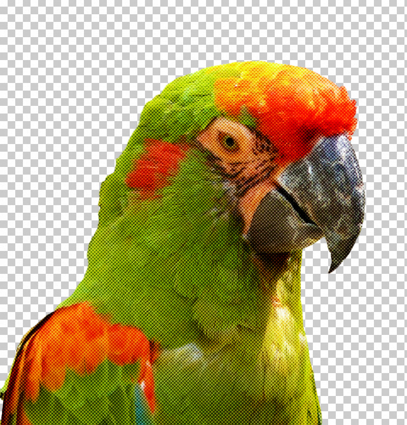 Feather PNG, Clipart, Beak, Feather, Loriini, Macaw, Parakeet Free PNG Download