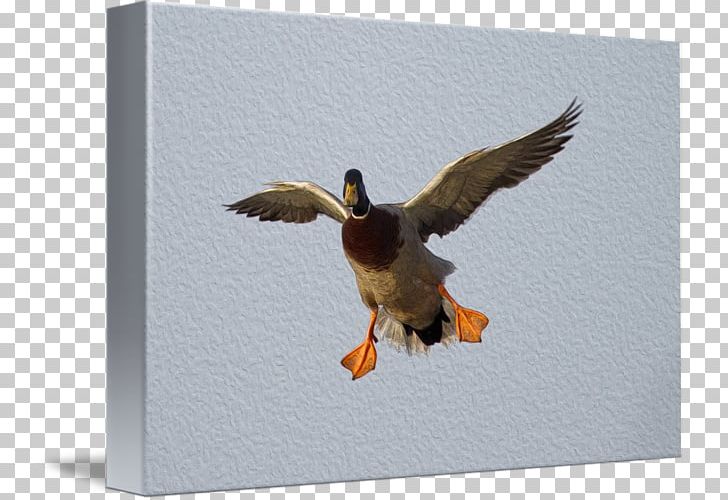 Duck Fauna Beak PNG, Clipart, Animals, Beak, Bird, Donna Duck, Duck Free PNG Download