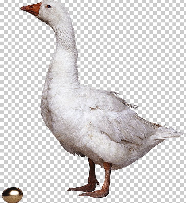 Grey Geese Domestic Goose Portable Network Graphics PNG, Clipart, Animals, Beak, Bird, Chicken, Desktop Wallpaper Free PNG Download