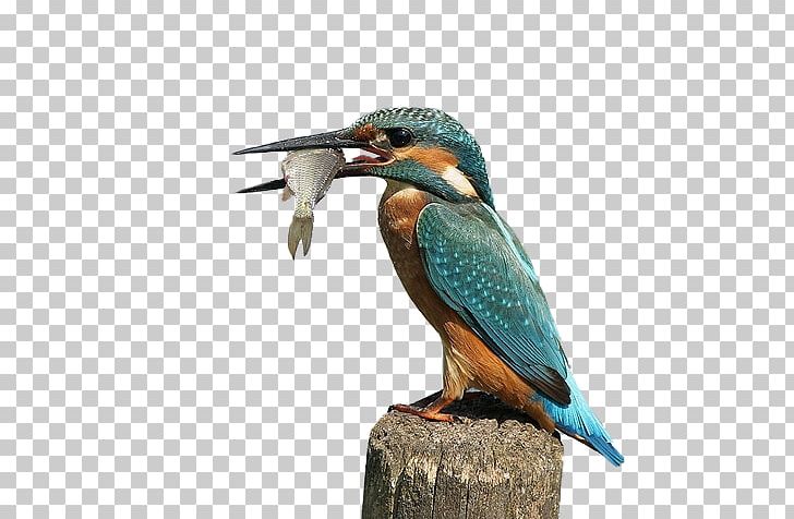 Photography PNG, Clipart, Beak, Belted Kingfisher, Bird, Clip Art, Coraciiformes Free PNG Download