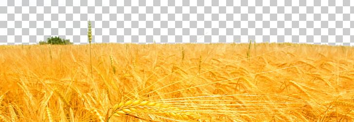 Wheat Rice Paddy Field PNG, Clipart, Adobe Illustrator, Commodity, Crop, Download, Euclidean Vector Free PNG Download