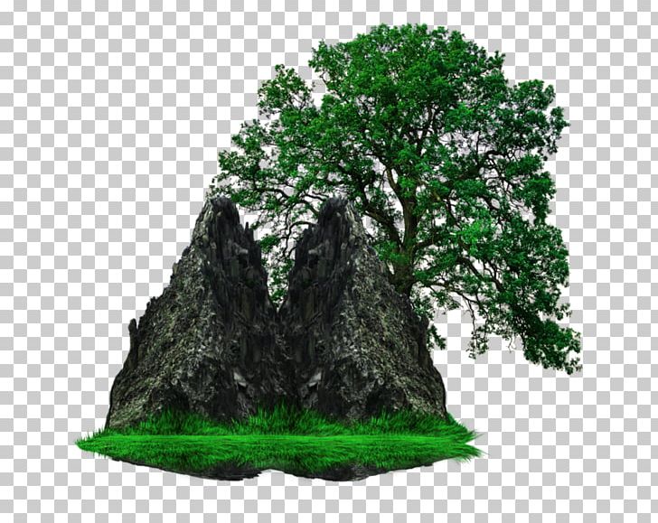 White Oak Tree Stock Photography PNG, Clipart, Acorn, Bonsai, Branch, Canopy, Can Stock Photo Free PNG Download