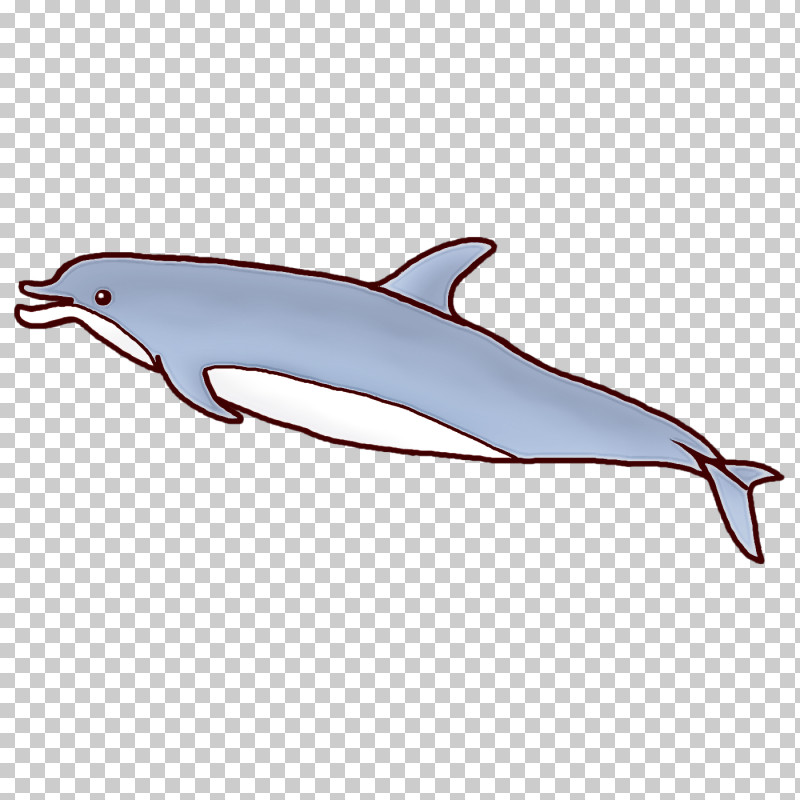 Short-beaked Common Dolphin Rough-toothed Dolphin White-beaked Dolphin Wholphin Porpoise PNG, Clipart, Bottlenose Dolphin, Cetaceans, Dolphin, Drawing, Killer Whale Free PNG Download