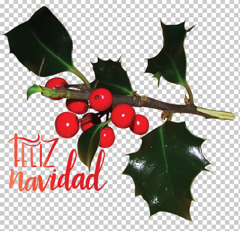 Feliz Navidad Merry Christmas PNG, Clipart, American Holly, Aquifoliales, Branch, Christmas Day, Common Holly Free PNG Download