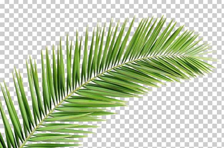 Arecaceae Palm Branch Leaf Tree PNG, Clipart, Arecaceae, Arecales, Borassus Flabellifer, Clip Art, Coconut Free PNG Download