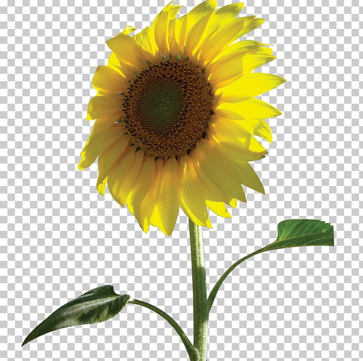 Common Sunflower PNG, Clipart, Annual Plant, Cdr, Daisy Family, Flower, Flower Free PNG Download